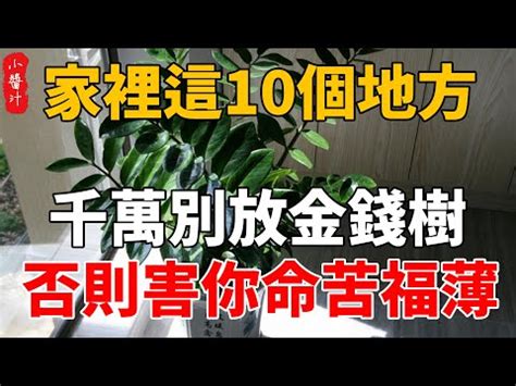 吸財樹風水|吸財樹風水增財術